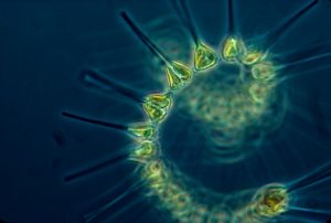 spiraling plankton microscopic image
